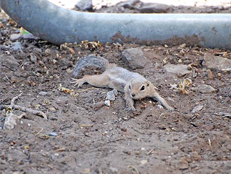 White-tailed Antelope Squirrels (Ammospermophilus leucurus)