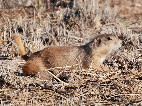 Black-tailed Prairie Dog (Cynomys ludovicianus)