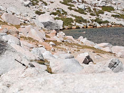 Alpine Chipmunk (Neotamias alpinus)