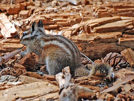 Lodgepole Chipmunk (Neotamias speciosus)