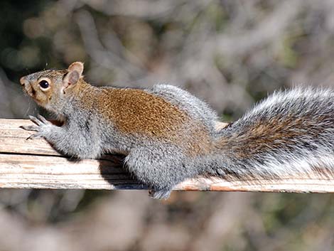 Arizona Gray Squirrel (Sciurus arizonensis)