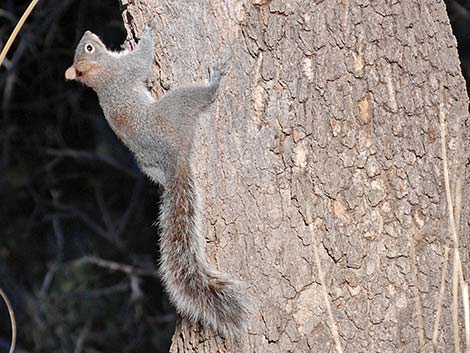 Arizona Gray Squirrel (Sciurus arizonensis)