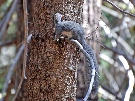 Western Gray Squirrel (Sciurus griseus)