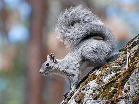 Western Gray Squirrel (Sciurus griseus)