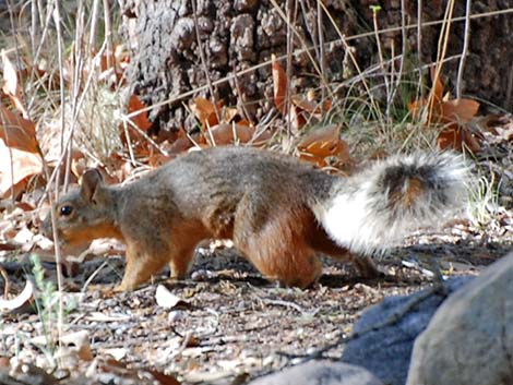 Mexican Fox Squirrel (Sciurus nayaritensis)