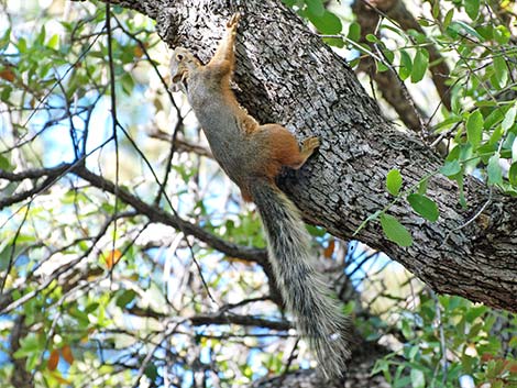 Mexican Fox Squirrel (Sciurus nayaritensis)