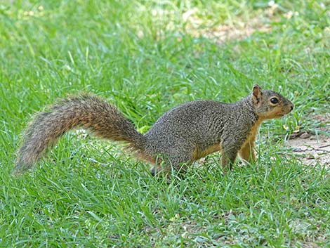 Fox Squirrel (Sciurus niger)