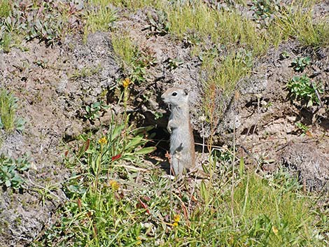 Belding's Ground Squirrel (Urocitellus beldingi)