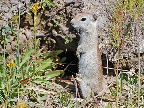 Belding's Ground Squirrel (Urocitellus beldingi)