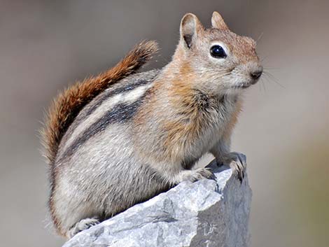 Golden-mantled Ground Squirrel (Callospermophilus lateralis)