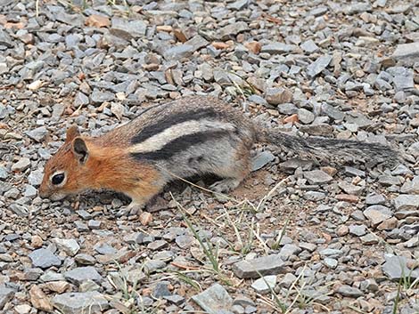 Golden-mantled Ground Squirrel (Callospermophilus lateralis)