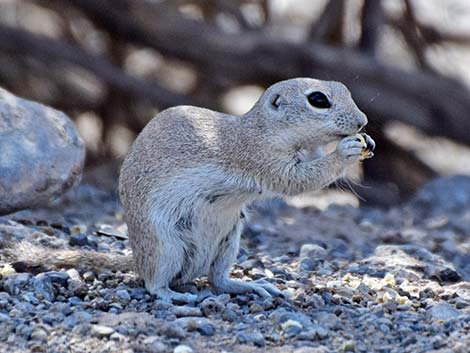 Round-tailed Ground Squirrel (Xerospermophilus tereticaudus)