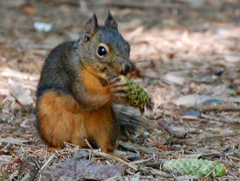 Douglas' Squirrel (Tamiasciurus douglasii)