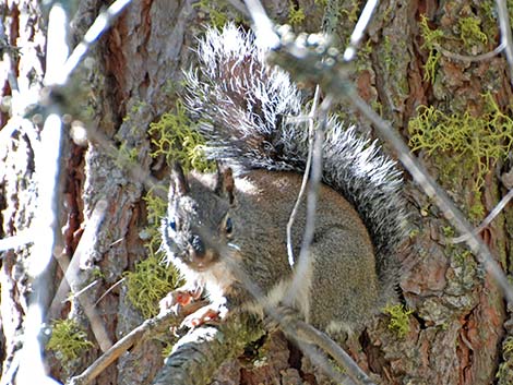 Douglas' Squirrel (Tamiasciurus douglasii)