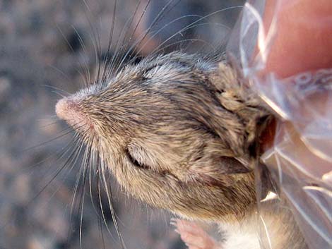 Long-tailed Pocket Mouse (Chaetodipus formosus)