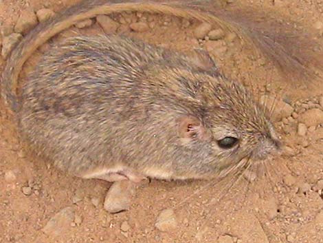 Long-tailed Pocket Mouse (Chaetodipus formosus)