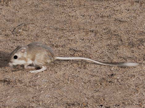 Desert Kangaroo Rat (Dipodomys deserti)
