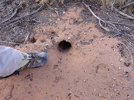 Desert Kangaroo Rat (Dipodomys deserti)