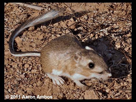 Chisel-toothed Kangaroo Rat (Dipodomys microps)