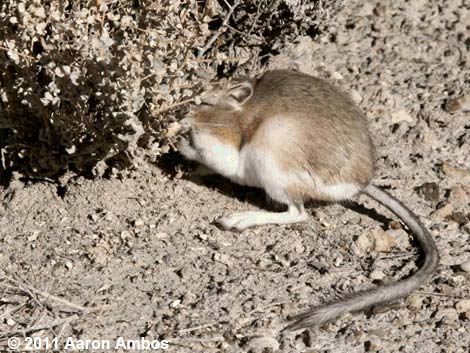 Chisel-toothed Kangaroo Rat (Dipodomys microps)