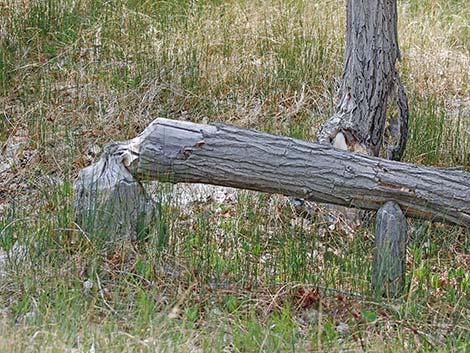 American Beaver (Castor canadensis)