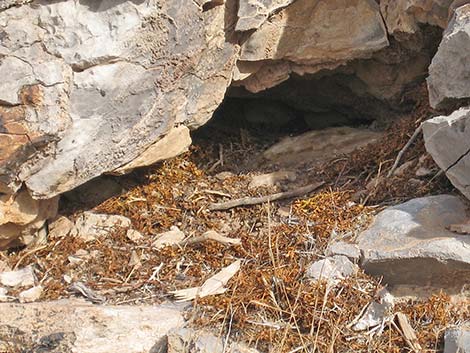 Desert Woodrat (Neotoma lepida) Nest