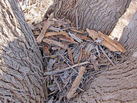 Desert Woodrat (Neotoma lepida)