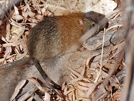Hispid Cotton Rat (Sigmodon hispidus)