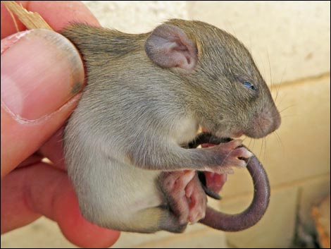 Black Rat (Rattus rattus)