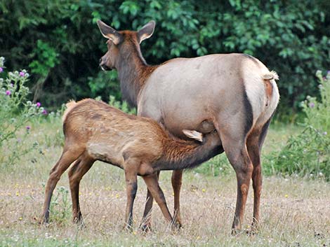 Elk (wapiti) (Cervus canadensis)