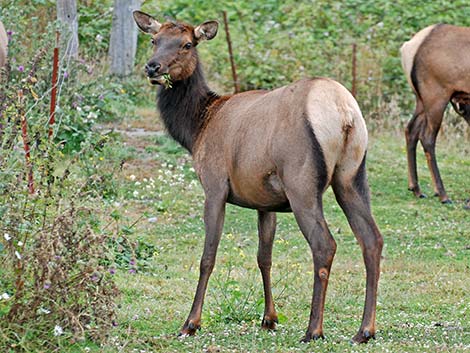 elk (wapiti) (Cervus canadensis)