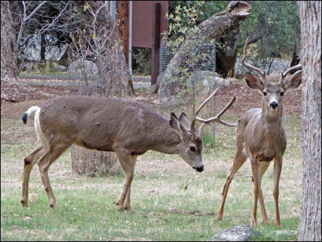 California Mule Deer (Odocoileus hemionus californica)