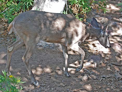 Coues White-tailed Deer (Odocoileus virginianus couesi)
