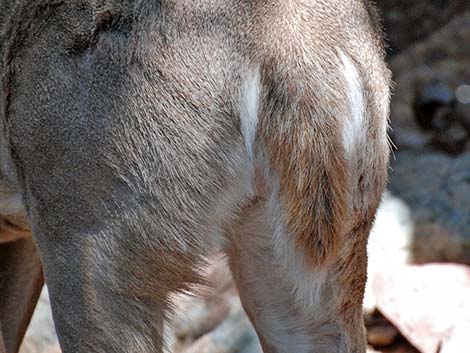Coues White-tailed Deer (Odocoileus virginianus couesi)