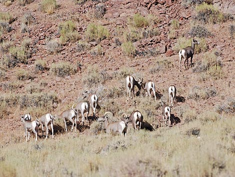 Desert Bighorn Sheep (Ovis canadensis)