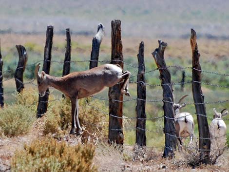Desert Bighorn Sheep (Ovis canadensis)