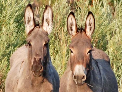 wild burro (feral ass) (Equus asinus)
