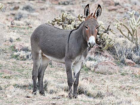 Wild Burro (Feral Ass) (Equus asinus)