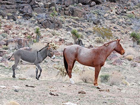Wild Burro (Feral Ass) (Equus asinus)