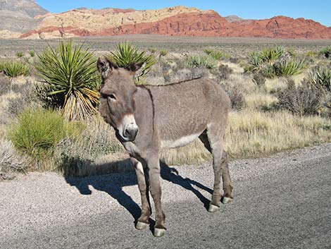Wild Burro (feral ass) (Equus asinus)