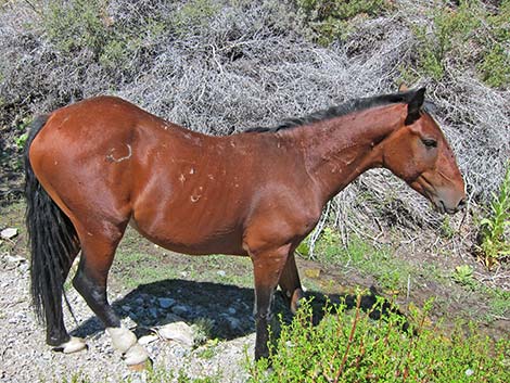 Feral Horse (Equus caballus)