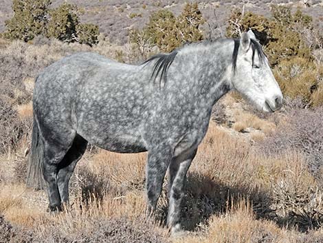 Feral Horse (Equus caballus)