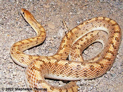 Glossy Snake (Arizona elegans)