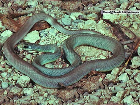 Western Yellow-Bellied Racer (Coluber constrictor mormon)