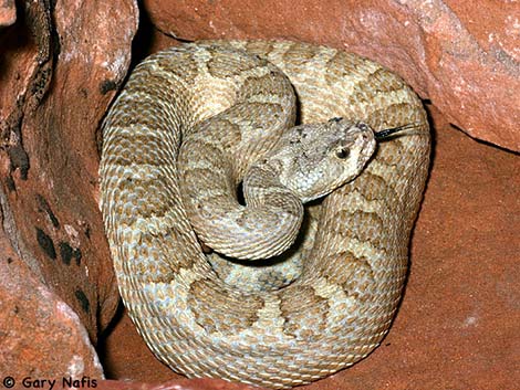 Grand Canyon Rattlesnake (Crotalus abyssus)
