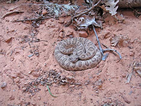 Midget Faded Rattlesnake (Crotalus viridus concolor)