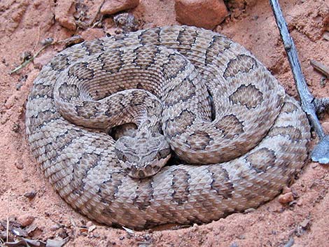 Midget Faded Rattlesnake (Crotalus viridus concolor)