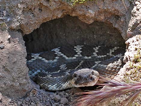 Southern Pacific Rattlesnake (Crotalus viridus helleri)