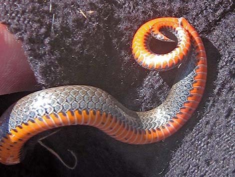 Ringneck Snake (Diadophis punctatus)