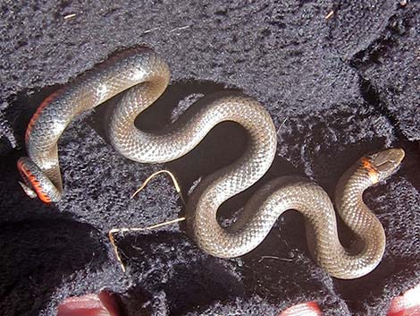 Ringneck Snake (Diadophis punctatus)